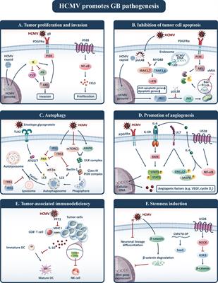 The Basis and Advances in Clinical Application of Cytomegalovirus-Specific Cytotoxic T Cell Immunotherapy for Glioblastoma Multiforme